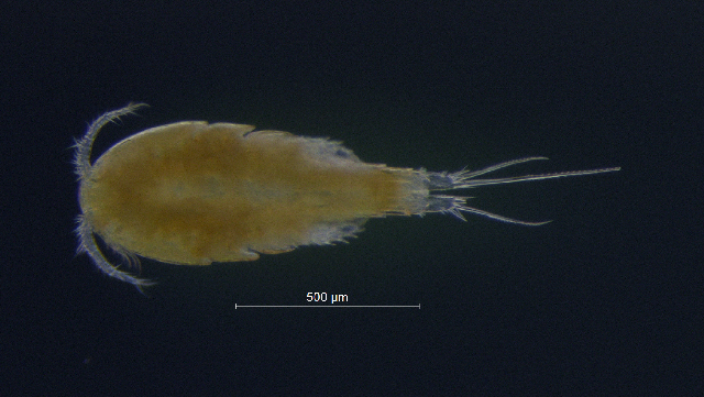 Ectocyclops phaleratus